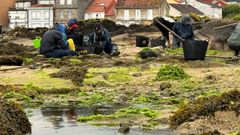 Mariscadores de Muros retirando argazo pegado al bivalvo