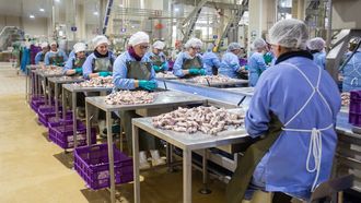 L�nea de producci�n de la conservera Orbe, en el pol�gono de A Reigosa en Pontecaldelas.