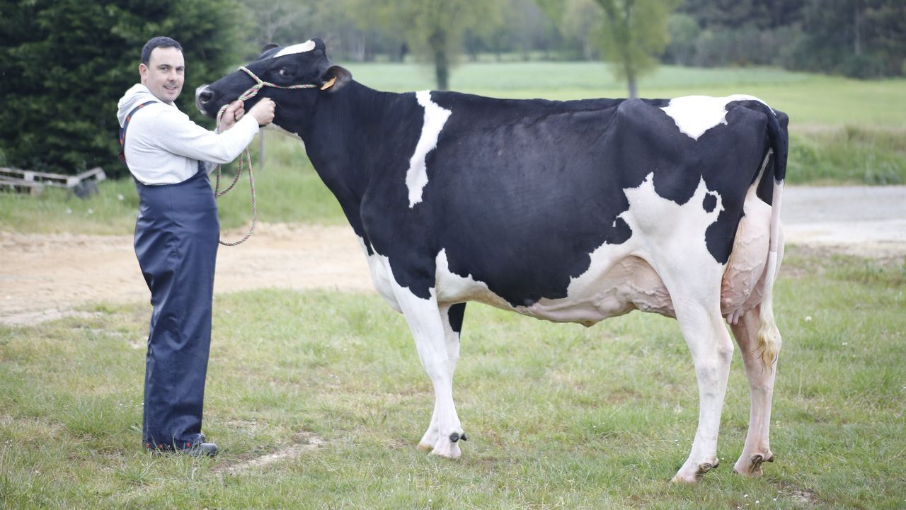 O Rubio y A Vereda: las granjas que crían a las mejores vacas gallegas