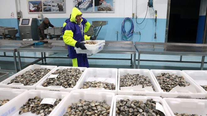 Almeja babosa en Agui�o, en el inicio de la campa�a extractiva