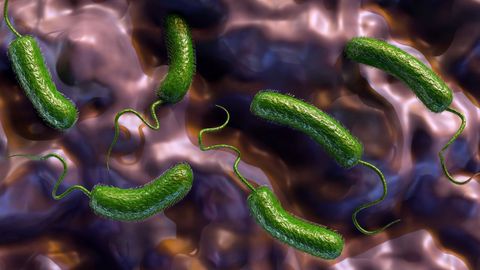 Recreacin de la bacteria Vibrio vulnificus, entre glbulos blancos y glbulos rojos