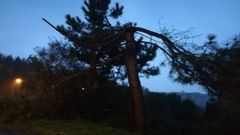 Caen dos �rboles en la carretera AC-552