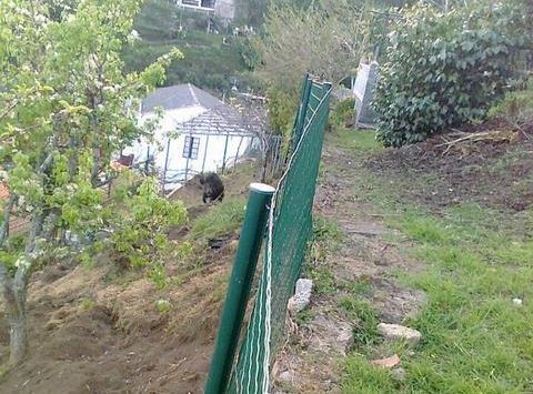 Imagen de archivo de un jabal� en una finca de la parroquia ferrolana de San Felipe.