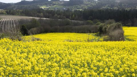 Cultivos de Colza, en A Laracha (A Corua), y plantaciones de pino al fondo.