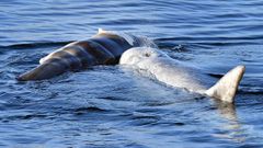 El instituto BDRI est� especializado en el estudio de mam�feros y fauna marina en las costas de las R�as Baixas