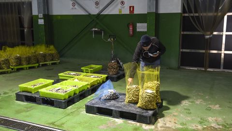 La almeja subastada este mi�rcoles en Campelo