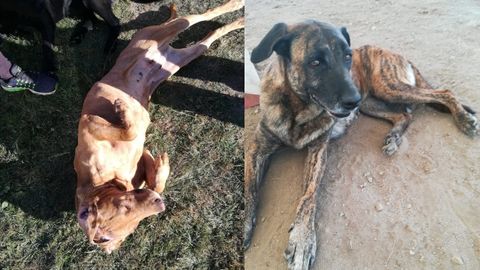 Rubia y Lima, las dos perras que est�n en la actualidad al cuidado de internos de Villabona