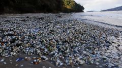 A principios de noviembre, el temporal arrastr� miles de berberechos muertos a la arena en la playa de Testal, en Noia