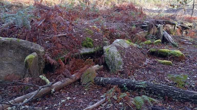 Destrozos provocados por los trabajos de tala en el entorno de Cova de Ladrns.