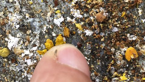 Este �caro tiene sobre las abejas un efecto parecido al de la varroa, peque�o organismo que se�ala el dedo en la imagen