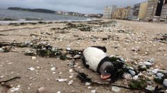 Un frailecillo muerto en la playa de A Compostela, en Vilagarc�a, este invierno