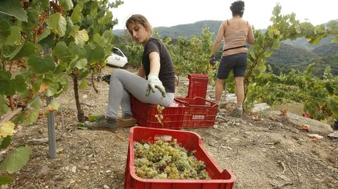 La uva blanca es la que antes entra habitualmente en las bodegas de Ribeira Sacra