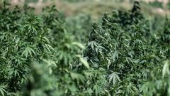 Plantaci�n de cannabis en Marruecos, en una imagen de archivo.