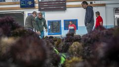 Erizo en la lonja de Agui�o