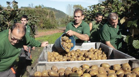 Trabajadores recogen kiwis en la plantacin