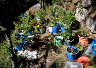 Una de las plantaciones de marihuana que hall� la Guardia Civil.