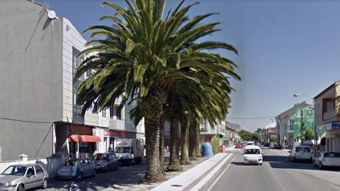 LAS PALMERAS DE LA AVENIDA DA PONTE EN A ILLA