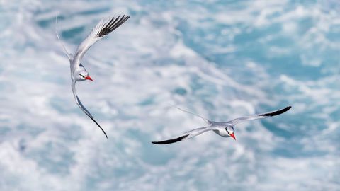 Una pareja de rabijuncos, en pleno vuelo