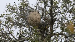 Nido de velutinas en San Pedro de N�s