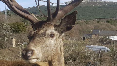 Imagen de Carlitos con las marcas en una oreja que le han servido a los vecinos para identificarlo