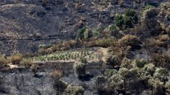 Una via que se salv del fuego, en medio del paisaje quemado por los incendios del verano en Quiroga.