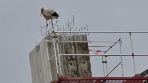 Imagen del contrapeso de una gr�a con pinchos para disuadir a las aves