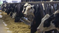 Explotaci�n ganadera en Boimorto, dedicada a la producci�n l�ctea.