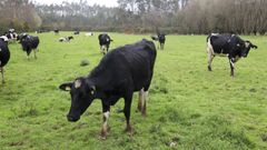 La pasteurelosis es una enfermedad que afecta al ganado vacuno