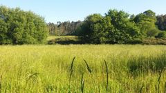 Zona en la que se pretende instalar el parque e�lico de Pena do Corvo