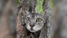 Atenea, la gata rescatada el fin de semana en Coruxo.