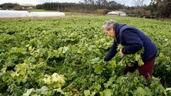 Temperaturas moderadas y un clima h�medo es lo que piden los grelos, que comienzan a sembrarse a voleo a mediados del mes de agosto.