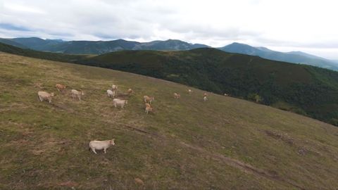 Vacas en el monte del Tsiburnal