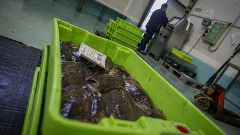 Las descargas en la lonja de Ribeira han descendido