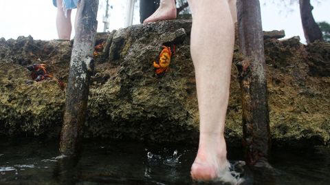 Cangrejos rojos llegan desde los bosques al mar para desovar en playa Gir�n (Cuba)