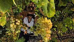 Las pr�cticas tradicionales y el cuidado que ponen los viticultores en todo el proceso productivo se nota en la calidad de las uvas de cada cosecha.