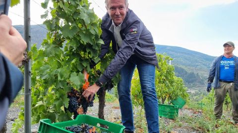 Alfonso Rueda, vendimiando en un viedo de la bodega Joaqun Rebolledo en Somoza (A Ra de Valdeorras).