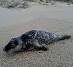 La foca, ayer por la ma�ana en la zona de Arou.