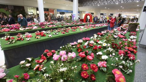 Anteriores ediciones de la Mostra da Camelia