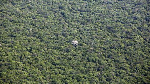 Un peculiar rbol con las ramas blancas en el medio del Amazonas