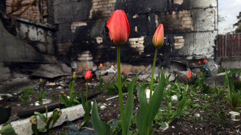 Tulipanes en una zona bombardeada de Irpn, en los alrededores de Kiev