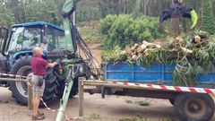 Los operarios revisan el �rbol ca�do en C�es en la zona precintada del accidente