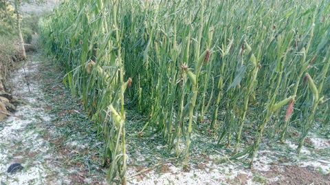Plantaci�n de ma�z da�ada por el granizo en Belmonte de Miranda