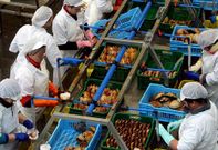 En la imagen, una planta de evisceraci�n de vieira ubicada en la zona de Cambados. 