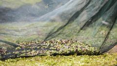 La delegaci�n europea comenzar� el trabajo que desarrolla Galicia en la recuperaci�n y multiplicaci�n de variedades vegetales