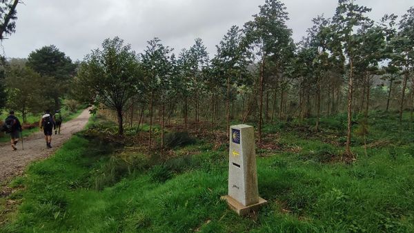 Plantacin de eucalipto en Maroas, en un tramo del a ruta jacobea a Fisterra