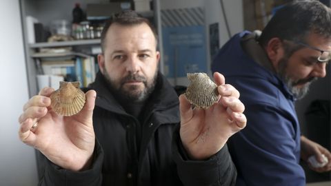 El patr�n mayor de Ferrol muestra un ejemplar de volandeira ?izquierda? y otro de zamburi�a.