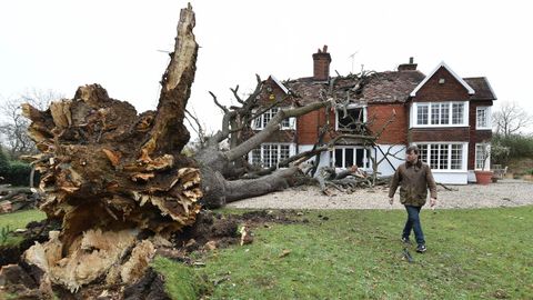 Un roble de 400 a�os tumbado por el viento en Essex.