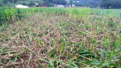 Da�os en una finca de ma�z en el municipio de Moeche, a pocos d�as de que se inicien las labores de ensilado