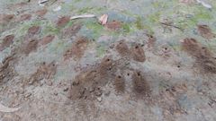 Nidos de abejas excavadas en el camino de Os Caneiros, en Betanzos