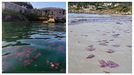 Medusas ante el castillo de San Felipe (Ferrol) y en las playas de Ares